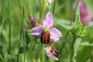 Bee Orchid Bepton Down